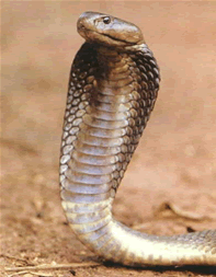 king cobra